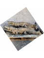 Crocodile terracotta sculpture 1:1 hand made in Italy