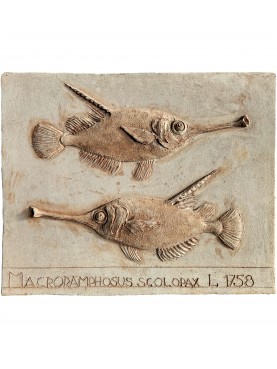 Pesce Trombetta - grande mattonella in terracotta