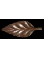 Leaf of beech tree