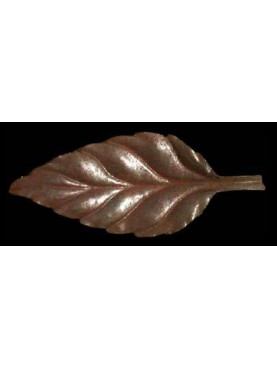 Leaf of beech tree