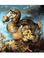 Dodo 1651 painted by Savery