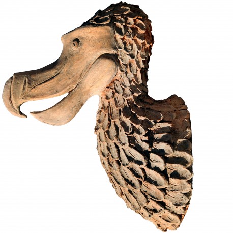 Dodo HEAD (Raphus cucullatus) extint bird