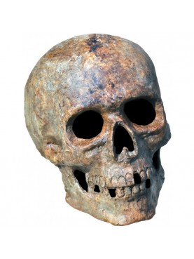 Terracotta skull