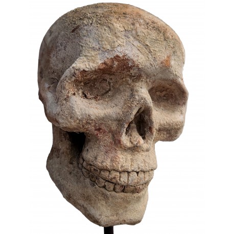 Terracotta skull of our production