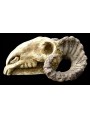 Chalk Aries Skull