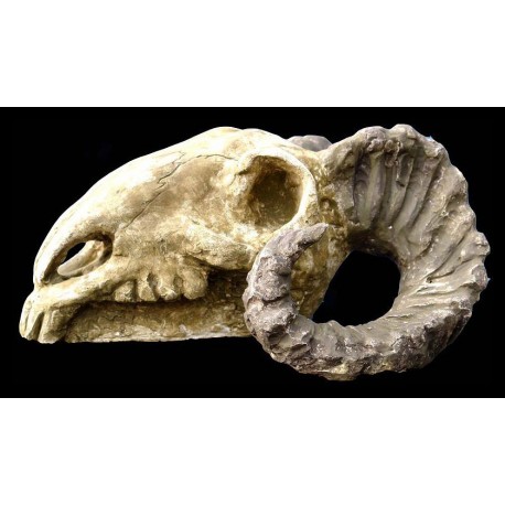 Chalk Aries Skull