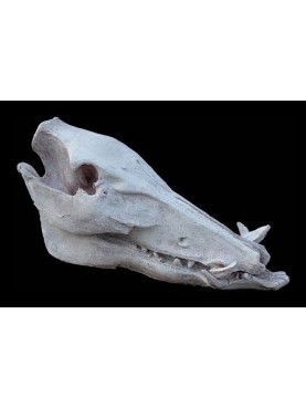 Warthog skull