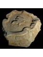 Stone coat of arms lion head