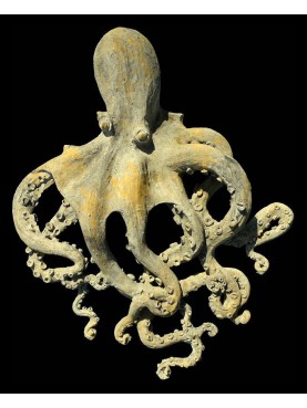 Polpo - Octopusa vulgaris, Cuvier 1797 - terracotta