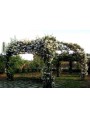 Gazebo 5 x 5 meters for roses or climbing plants