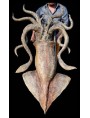 Calamaro Gigante in terracotta