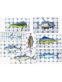 Selezione Pannelli con pesci azzurri