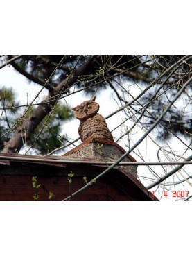 The owl on the roof tile